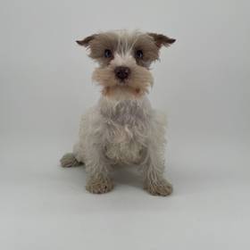 Mini Schnauzer