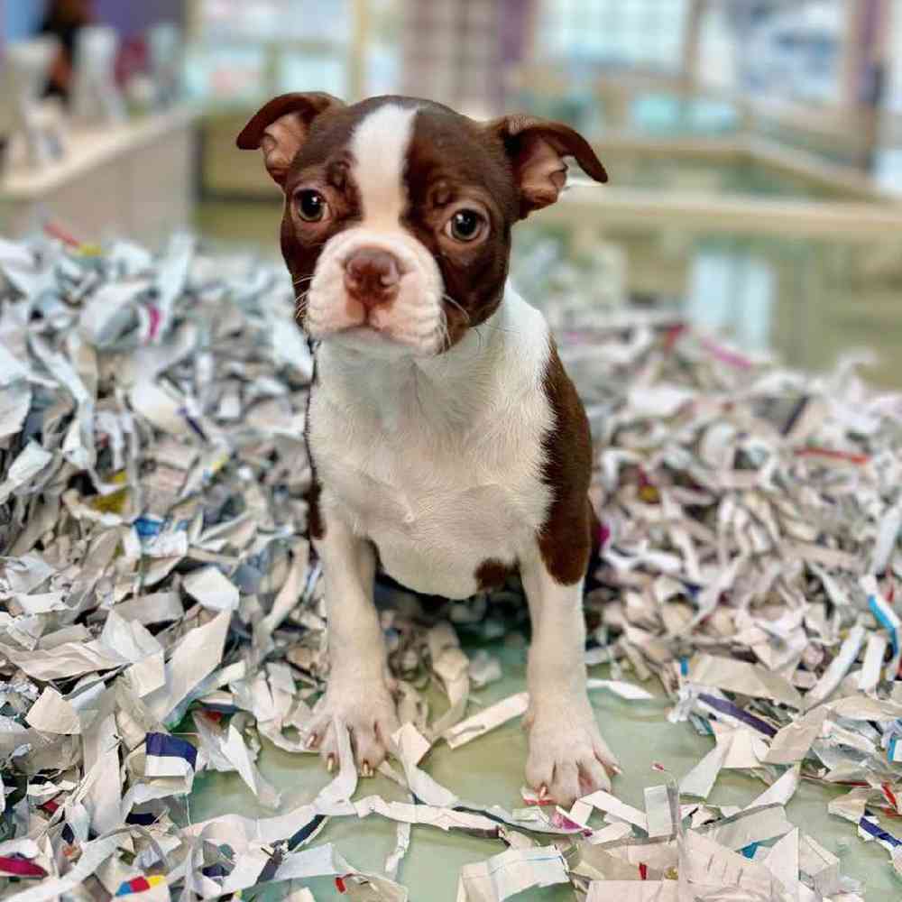 carousel pet images