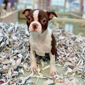 Boston Terrier