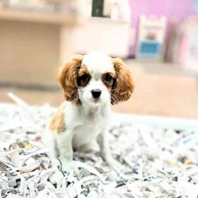 Cavalier King Charles Spaniel