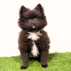 Pomeranian