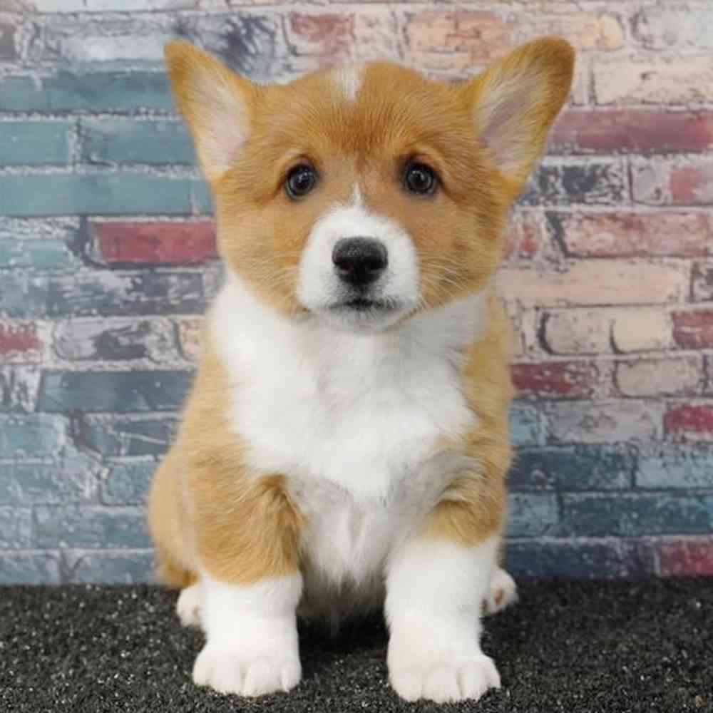 carousel pet images