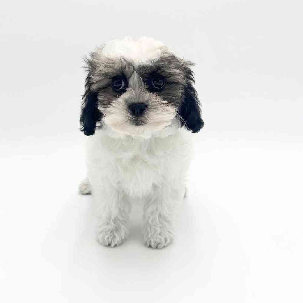 carousel pet images