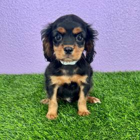 Cavalier King Charles Spaniel