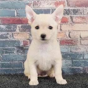 Chihuahua