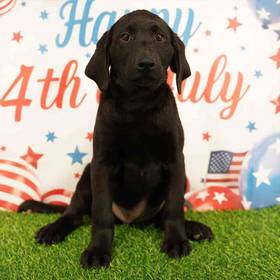 Labrador Retriever