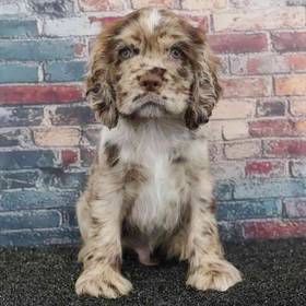 Cocker Spaniel