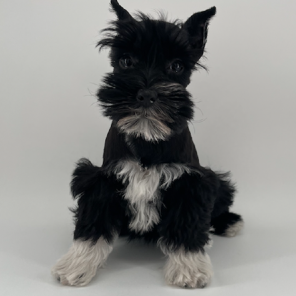 carousel pet images