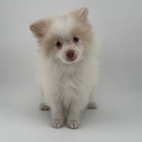 Pomeranian