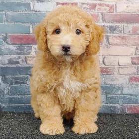 Poodle