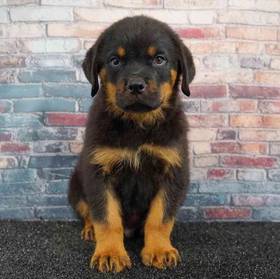 Rottweiler