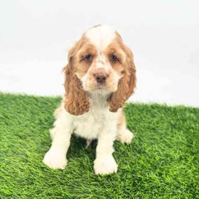 Cocker Spaniel