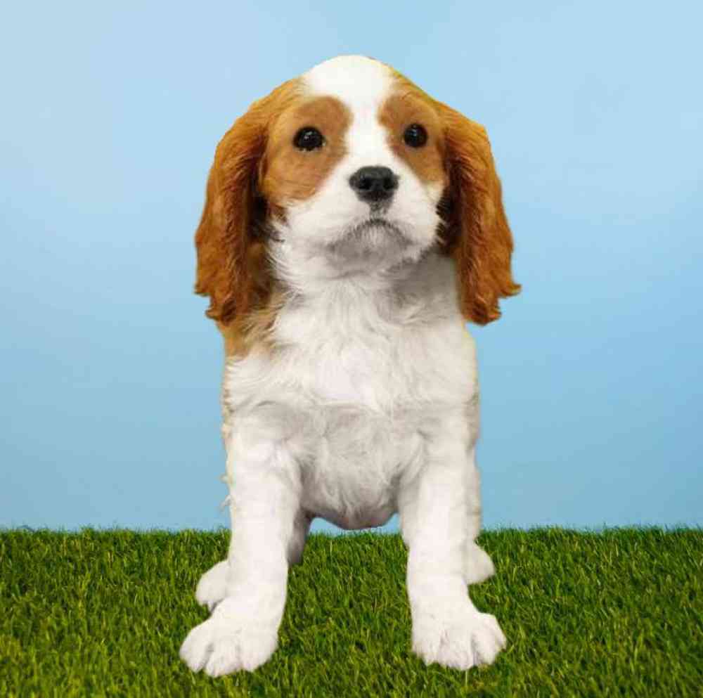 carousel pet images
