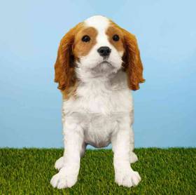Cavalier King Charles Spaniel