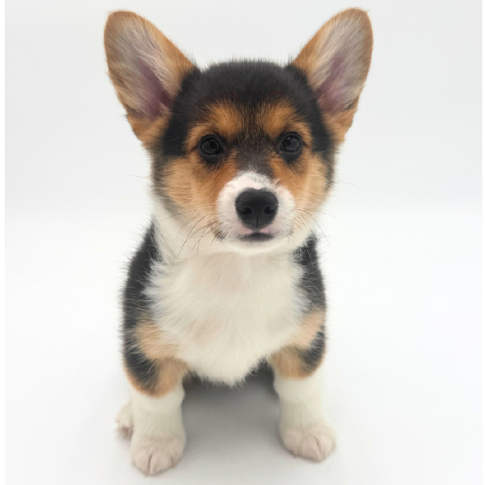 carousel pet images
