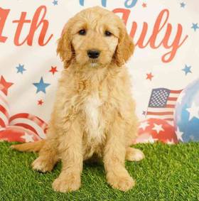 Goldendoodle