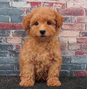 Poodle
