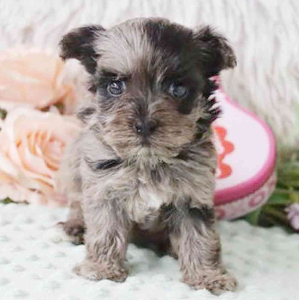 carousel pet images