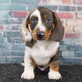 Dachshund