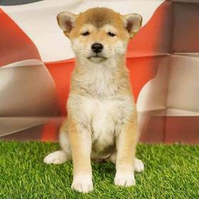 Shiba Inu