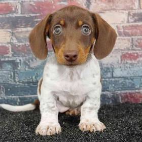 Dachshund