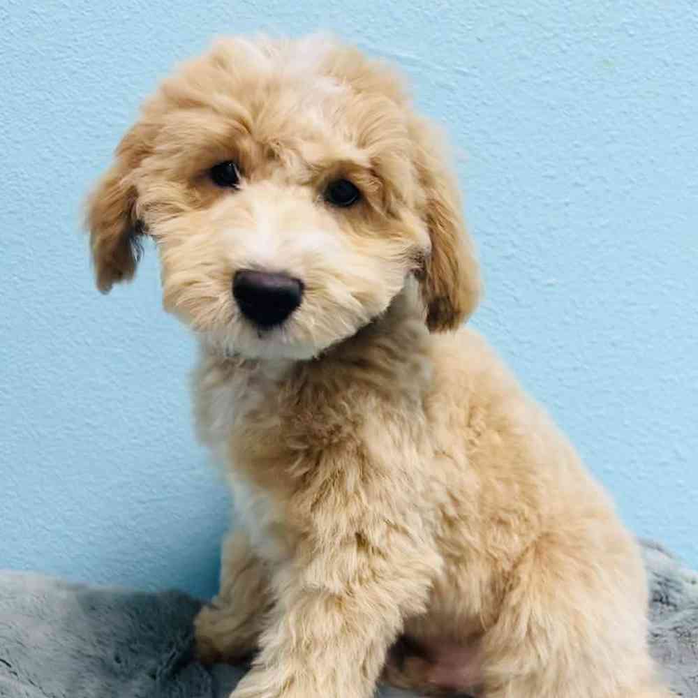 Male Bichapoo Puppy for Sale in San Antonio, TX