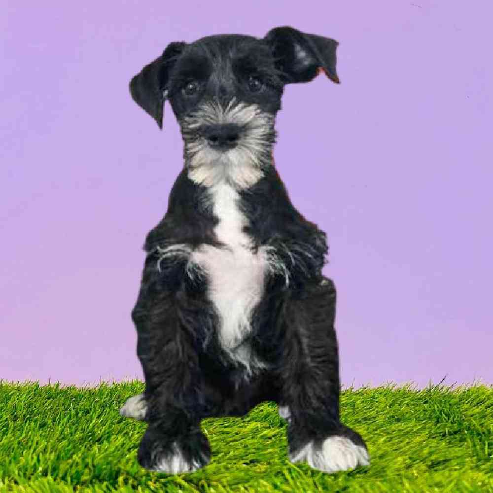 carousel pet images