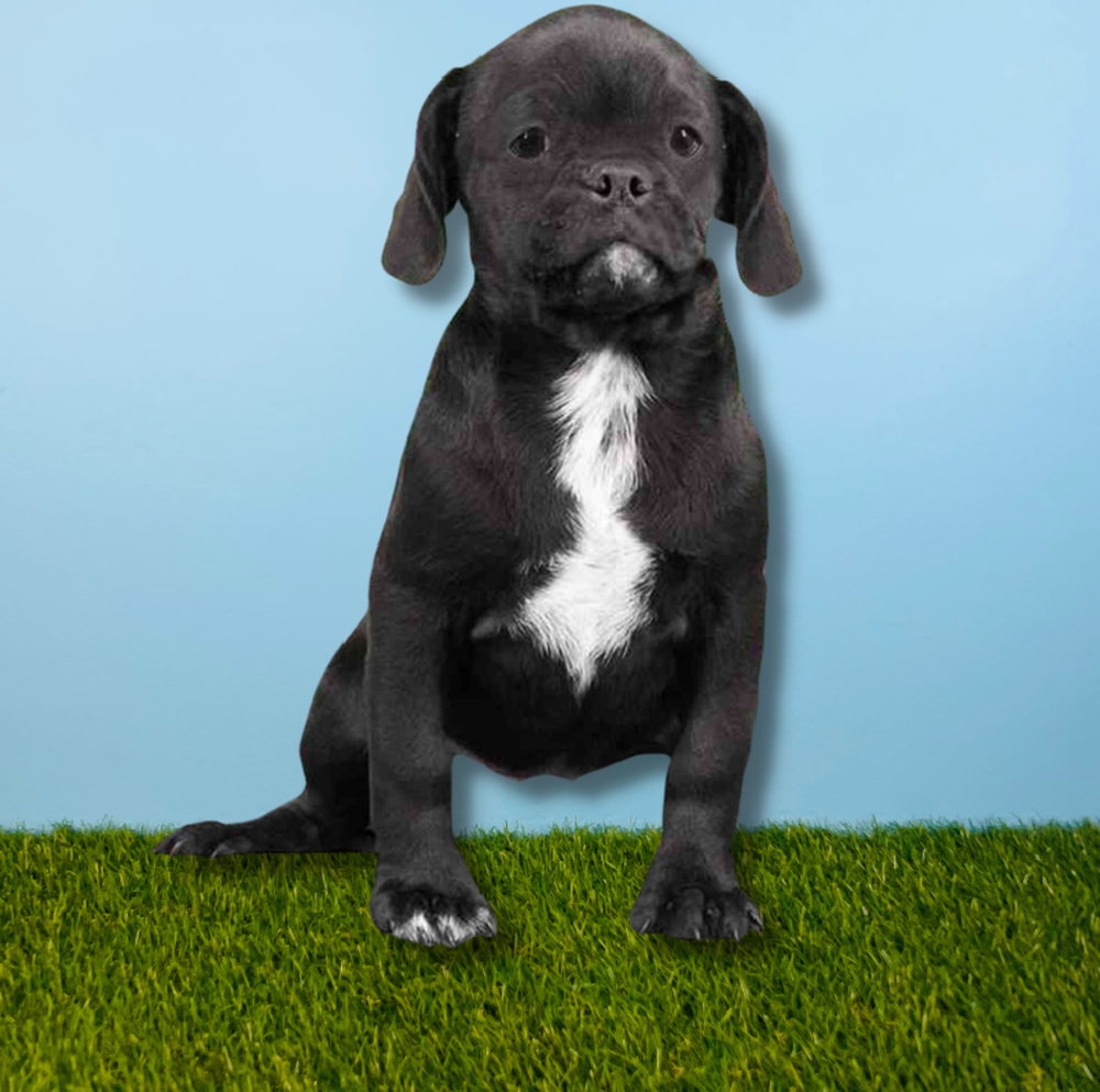 carousel pet images