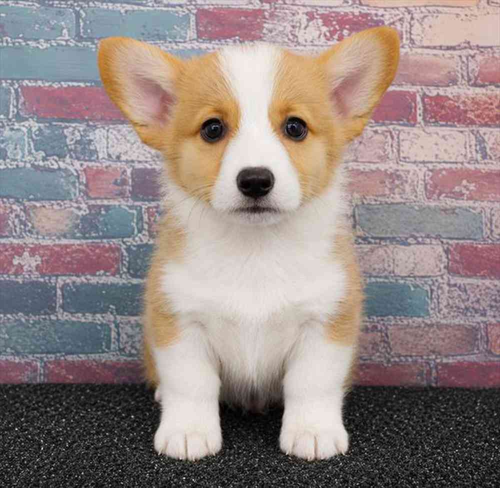 carousel pet images