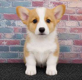 Pembroke Welsh Corgi