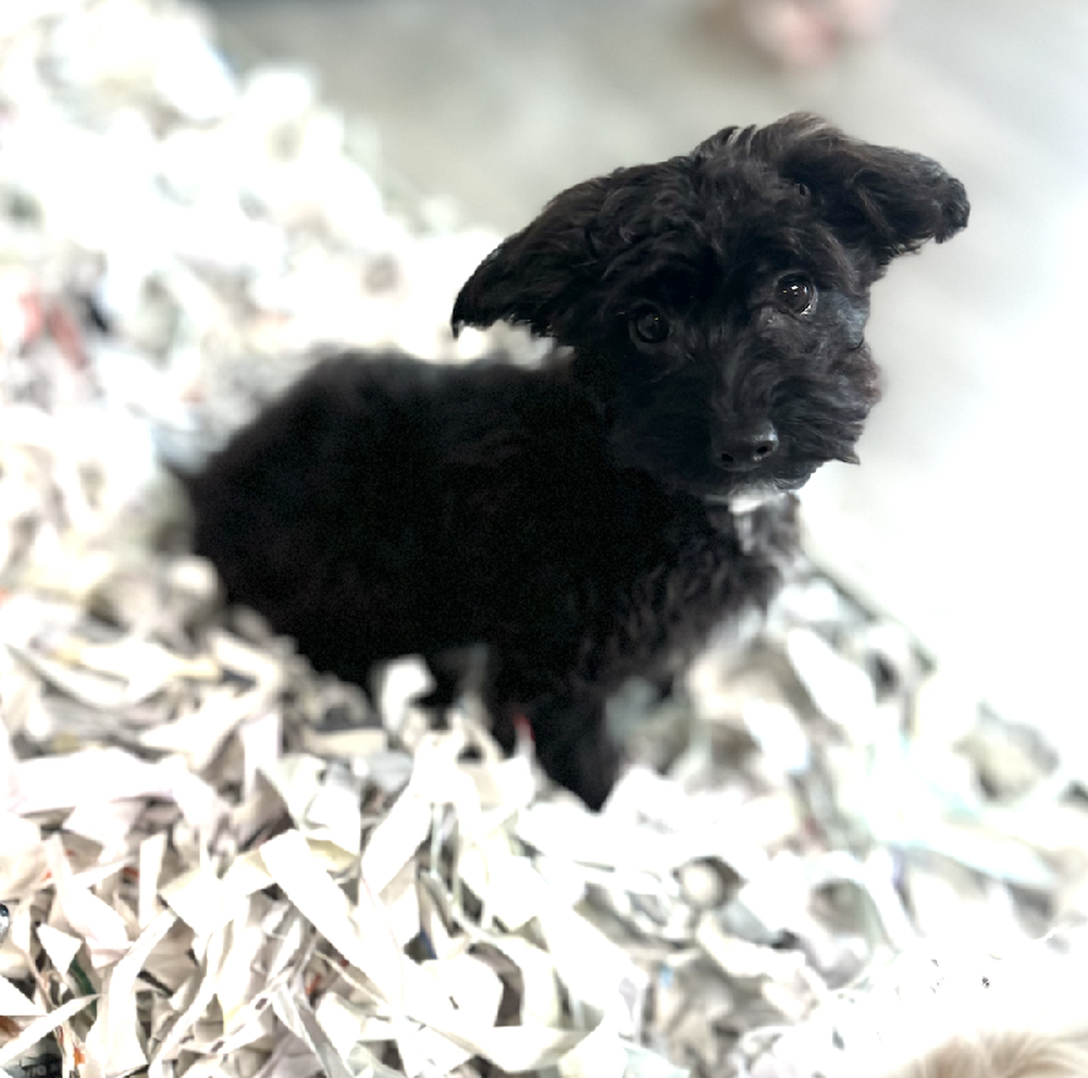 carousel pet images