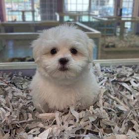 Maltipoo