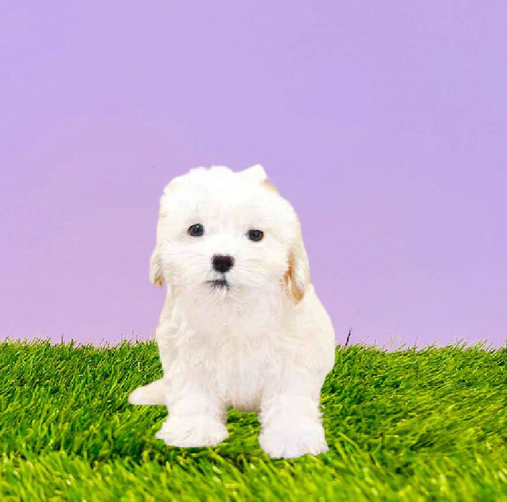 carousel pet images