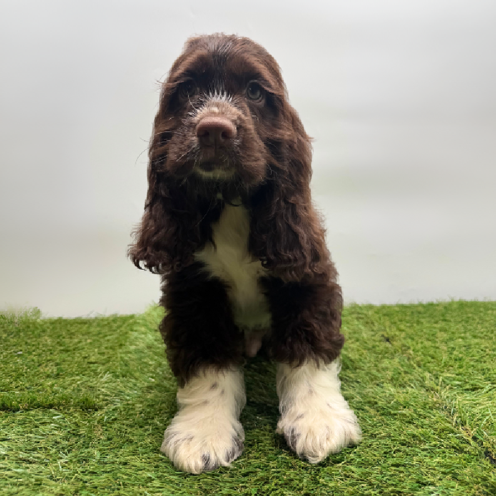carousel pet images