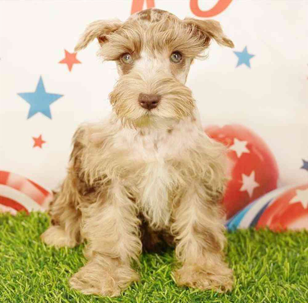 carousel pet images