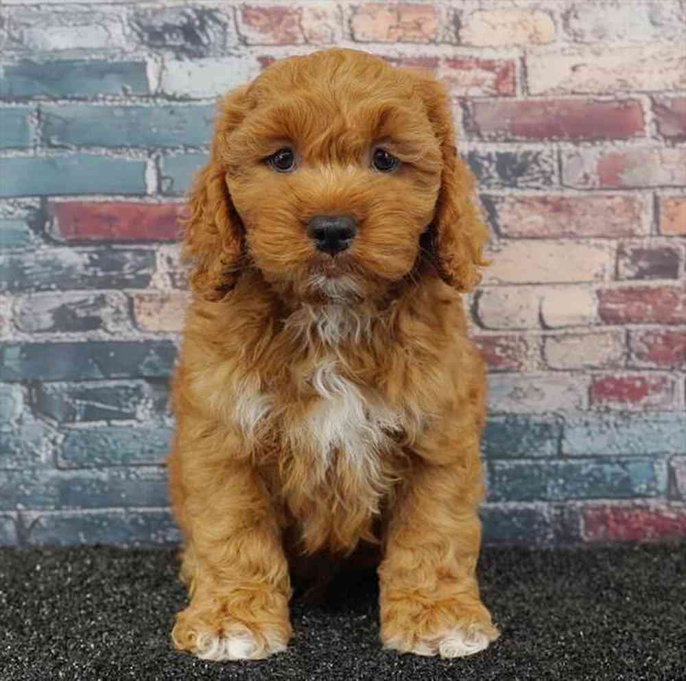 carousel pet images