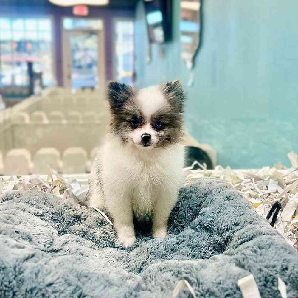carousel pet images