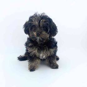 Yorkie-Poo