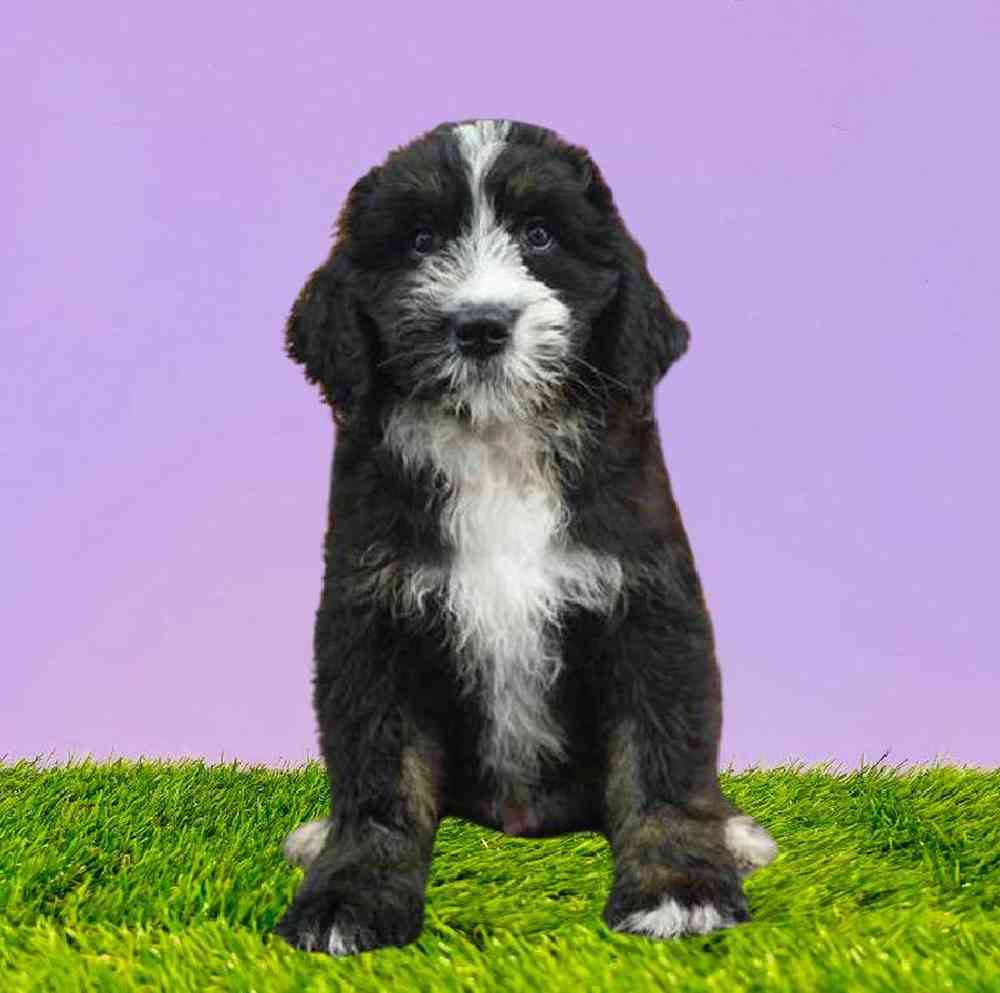 carousel pet images