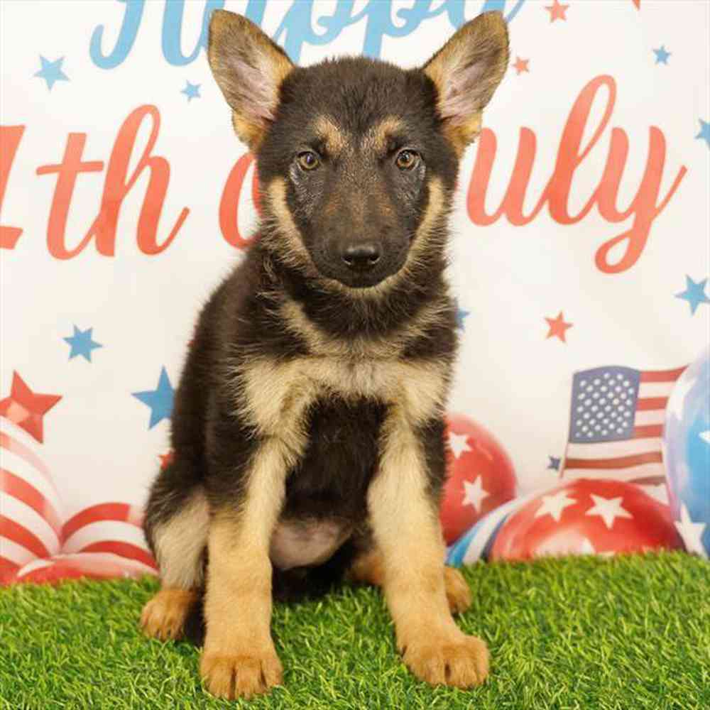 Image of a pet breed in the gallery