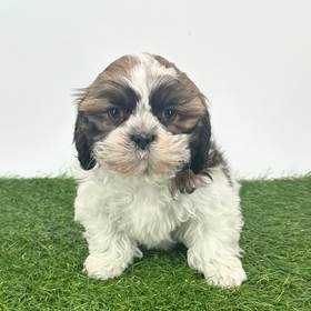 Shih Tzu
