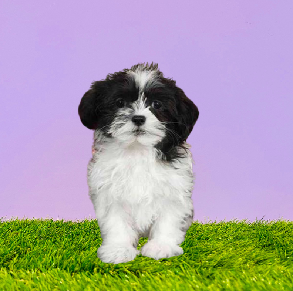 carousel pet images