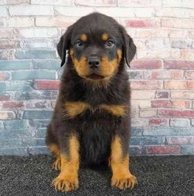 Rottweiler