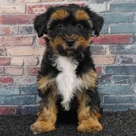 Yorkie-Poo