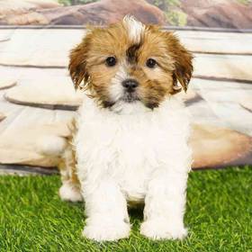 Shorkie