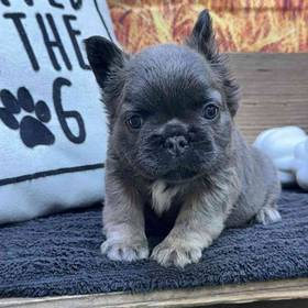 French Bulldog
