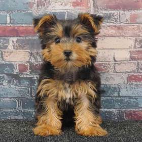 Yorkie