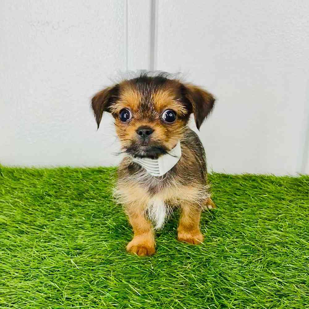 carousel pet images