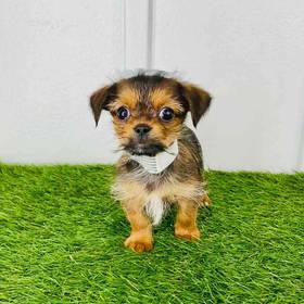 Shorkie