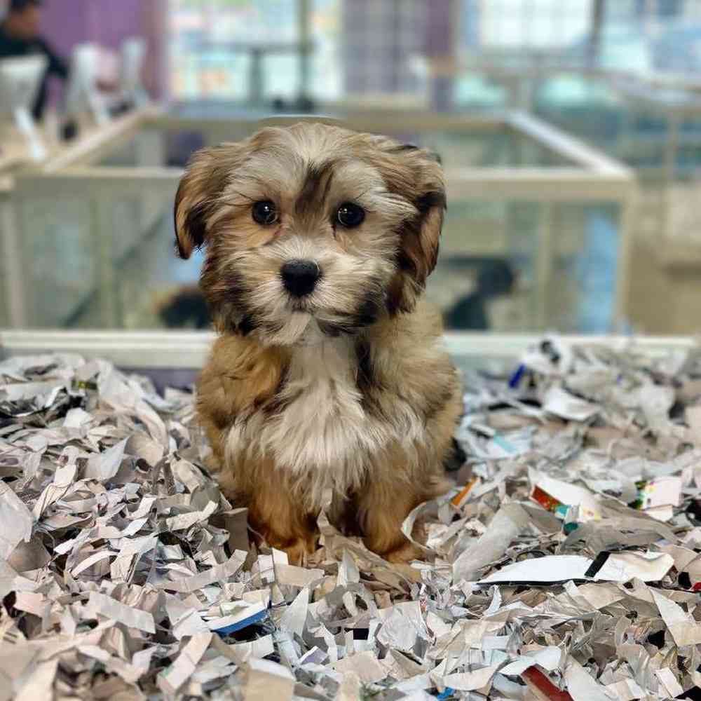 carousel pet images
